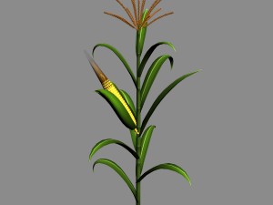 koike town - plant - corn 02 3D 모델