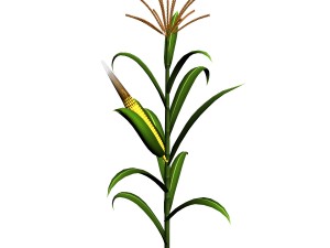 koike town - plant - corn 02 3Dモデル