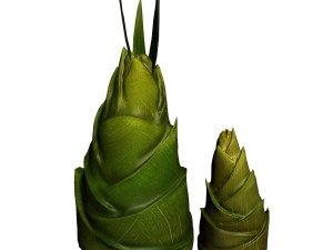 koike town - plants - bamboo shoots 01 3D Modell