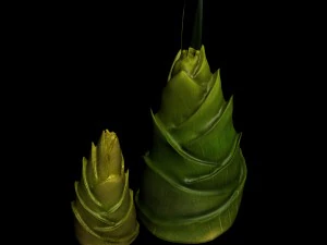 koike town - plants - bamboo shoots 01 3D Model