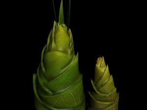 koike town - plants - bamboo shoots 01 3D Modell