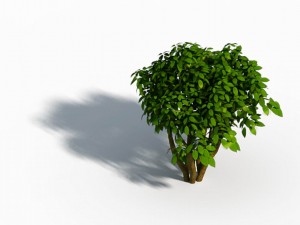 small bamboo peak - tree 02 3D Model