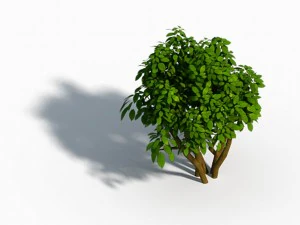 small bamboo peak - tree 02 3D Model