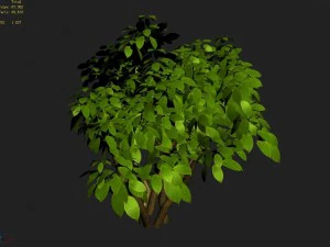 small bamboo peak - tree 02 3D Model