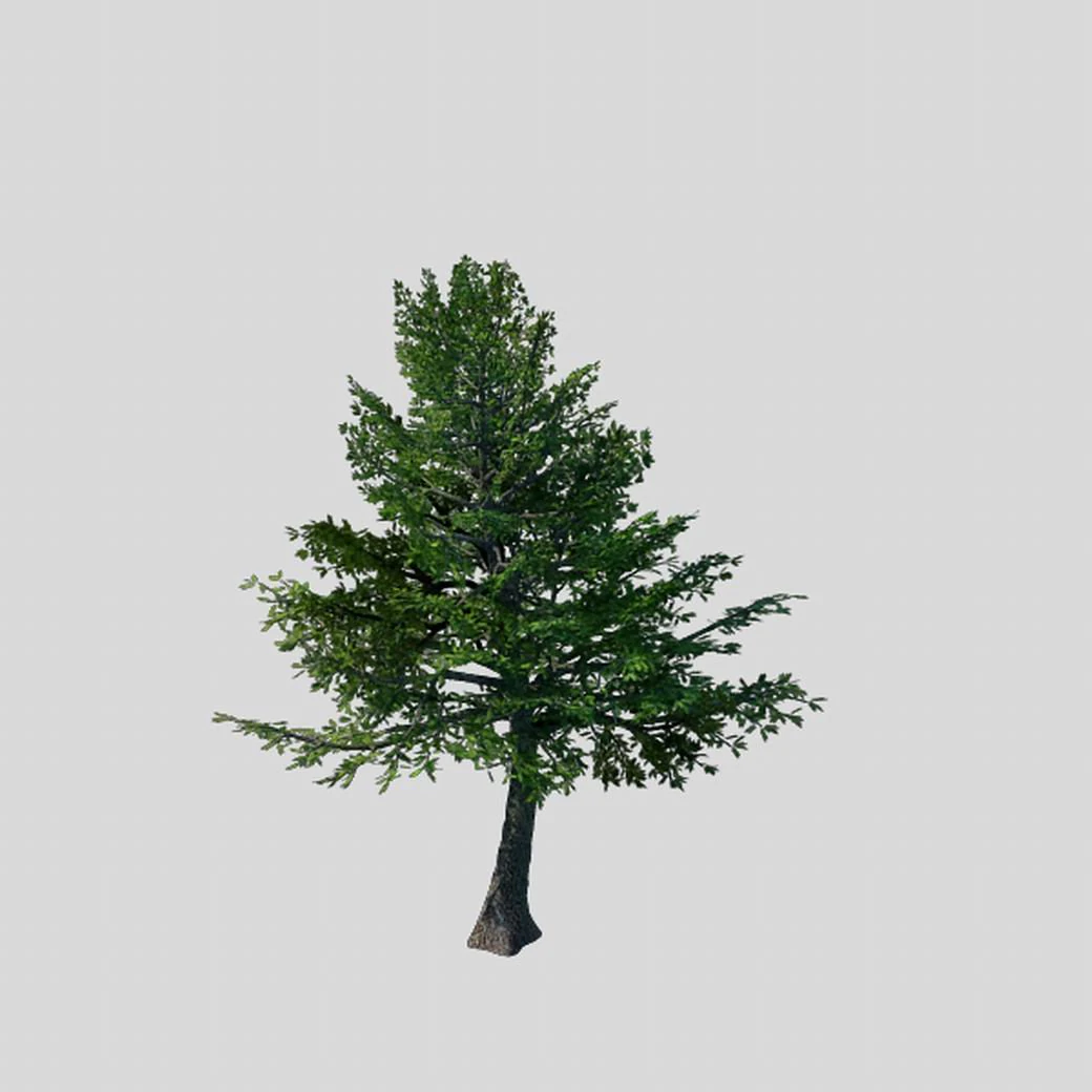 sennard - evergreen 31 3D Model .c4d .max .obj .3ds .fbx .stl .blend 
