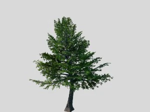 сеннард - вічнозелений 31 3D Модель