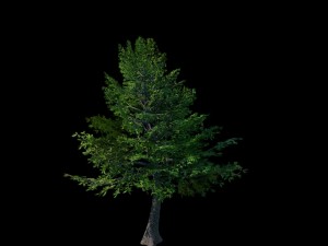 sennard - evergreen 31 Modelo 3D