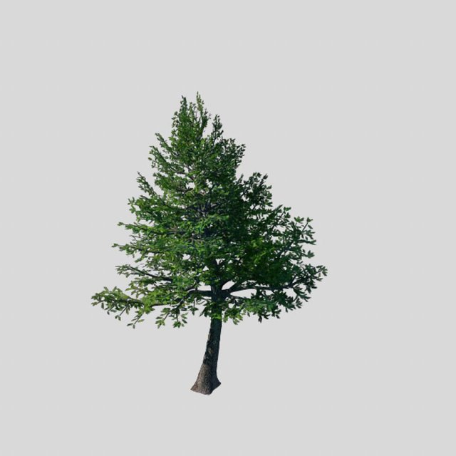 cincinnati - evergreen 3D Model .c4d .max .obj .3ds .fbx .stl .blend 