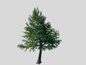 cincinnati - evergreen 3D Model