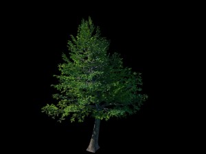 cincinnati - evergreen 3D Model