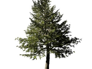chennault - evergreen 33 3D Модель