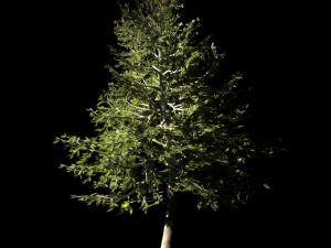 chennault - evergreen 33 Model 3D