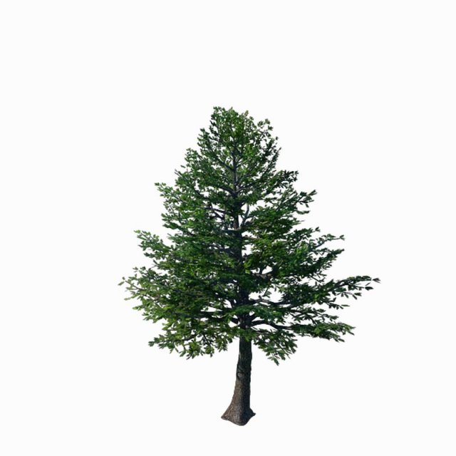 sennard - evergreen 35 3D Модель .c4d .max .obj .3ds .fbx .stl .blend 