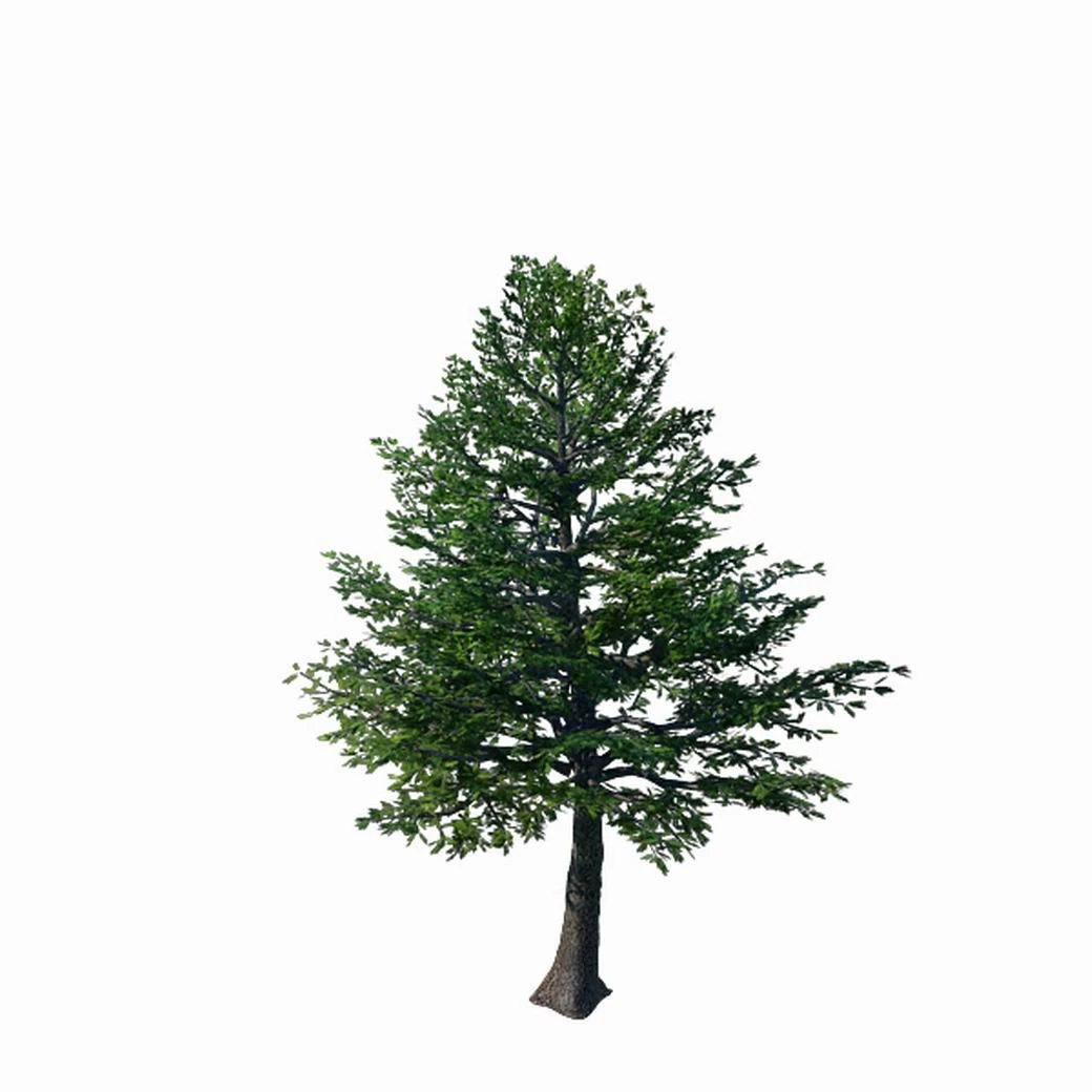 sennard - evergreen 35 3D Model .c4d .max .obj .3ds .fbx .stl .blend 