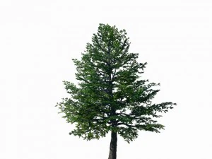 センナード - エバーグリーン 35 3Dモデル