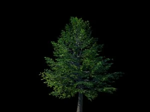 sennard - evergreen 35 3D Model