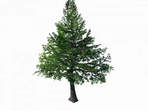 Chennault - perene 36 Modelo 3D