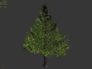 chennault - evergreen 36 3D Model