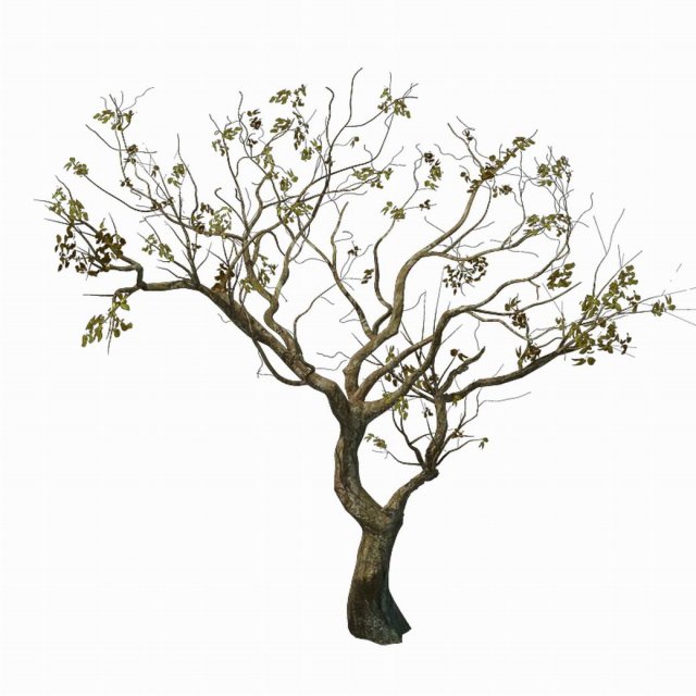 sennard - deciduous tree 3 3D Model .c4d .max .obj .3ds .fbx .stl .blend 