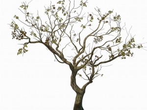 sennard - deciduous tree 3 3D Model