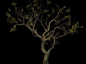 sennard - deciduous tree 3 3D Model