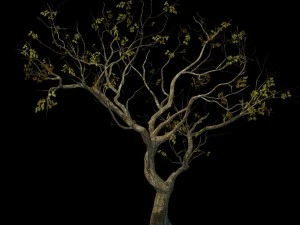 sennard - deciduous tree 3 3D Model