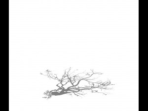 sennard - deciduous tree 3 3D Model
