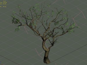 sennard - deciduous tree 3 3D Model