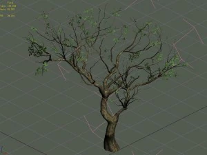 sennard - deciduous tree 3 3D Model