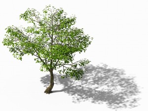 new village - landscape tree 01 3D Model