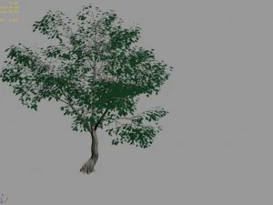 new village - landscape tree 01 3D Model