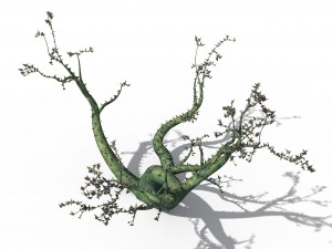 new village - ornamental tree 01 3D Model
