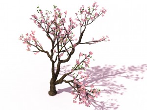 new village - peach 01 3D Model