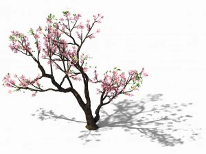 new village - peach 03 3D Model