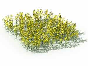 new village - rape field 3D Model