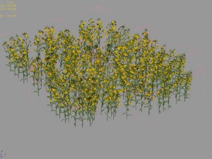 new village - rape field 3D Model
