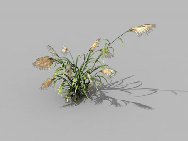 brutal tribe - reed Modèle 3D .c4d .max .obj .3ds .fbx .stl .blend 