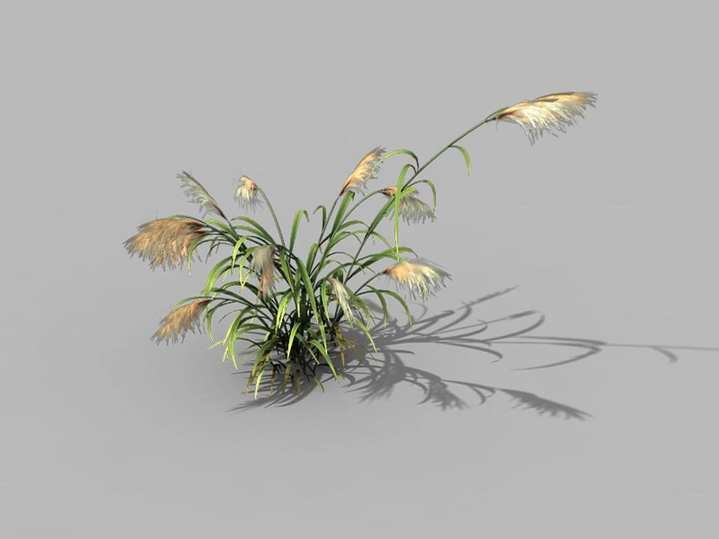 brutal tribe - reed 3D Model .c4d .max .obj .3ds .fbx .stl .blend 