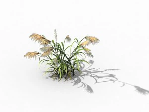 brutal tribe - reed 3D Model