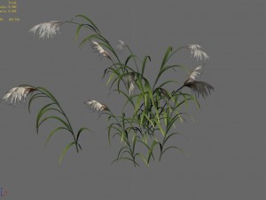 brutal tribe - reed Modèle 3D