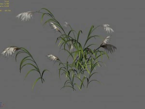 brutal tribe - reed 3D Model