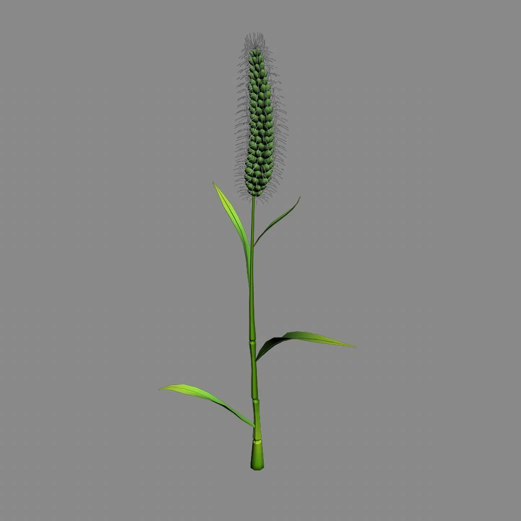 weed plants - dog tail grass 01 3D Model .c4d .max .obj .3ds .fbx .stl .blend