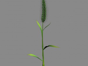 weed plants - dog tail grass 01 Model 3D