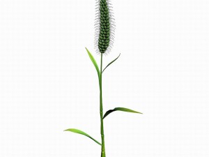 weed plants - dog tail grass 01 3D Modell