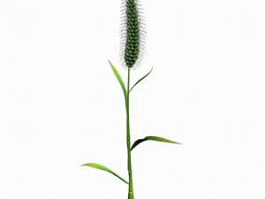 weed plants - dog tail grass 01 3D Model