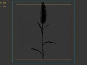 weed plants - dog tail grass 01 3D Modell