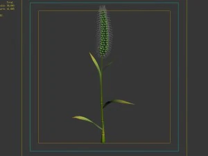 weed plants - dog tail grass 01 3D Model
