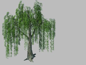 plant - willow 1-1 Model 3D