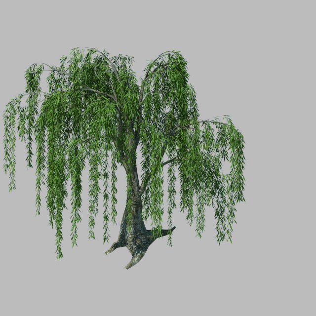 plant - willow 1-2 3D Model .c4d .max .obj .3ds .fbx .stl .blend 