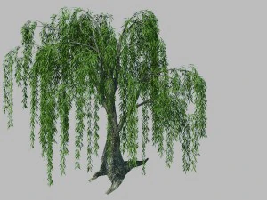 पौधा - विलो 1-2 3D मॉडल